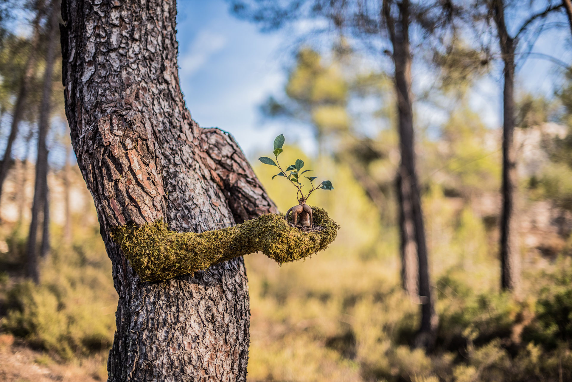 Being of nature. Ствол дерева. Больное дерево. Смешные деревья. Интересные стволы деревьев.